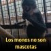 Los monos no son mascotas