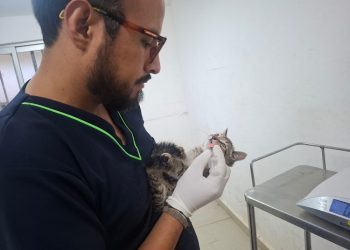 SEDIF resguarda a familia felina y protege aves en Parque del Arte