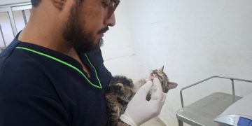SEDIF resguarda a familia felina y protege aves en Parque del Arte