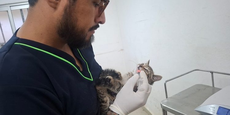 SEDIF resguarda a familia felina y protege aves en Parque del Arte