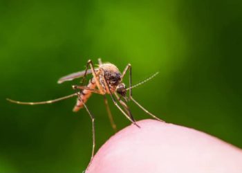 Académico de la IBERO Puebla recomienda prevenir criaderos de mosquitos durante las lluvias