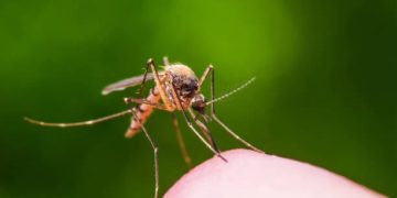Académico de la IBERO Puebla recomienda prevenir criaderos de mosquitos durante las lluvias