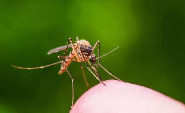 Académico de la IBERO Puebla recomienda prevenir criaderos de mosquitos durante las lluvias