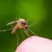 Académico de la IBERO Puebla recomienda prevenir criaderos de mosquitos durante las lluvias