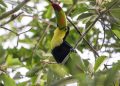 Mesoamérica busca proteger el 30 % de su territorio y mares para 2030