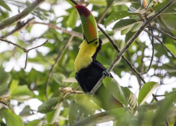 Mesoamérica busca proteger el 30 % de su territorio y mares para 2030