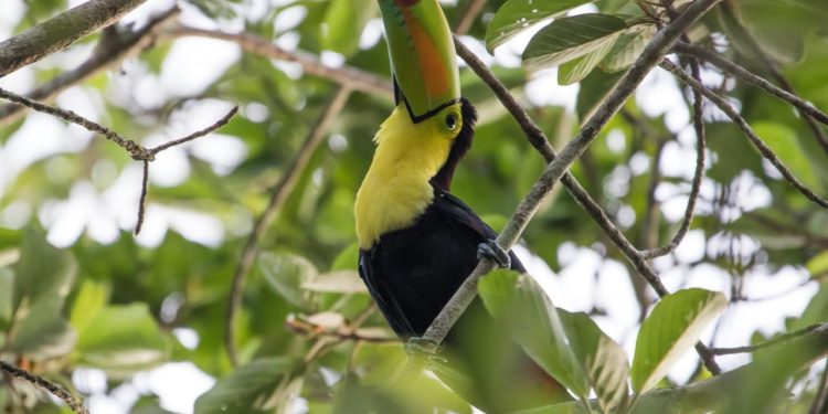Mesoamérica busca proteger el 30 % de su territorio y mares para 2030