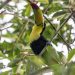 Mesoamérica busca proteger el 30 % de su territorio y mares para 2030
