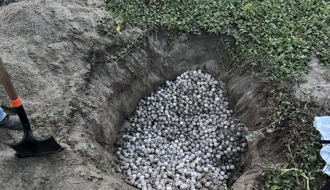 Recuperan unas 5 mil huevos de tortuga golfina en playa Escobilla, Oaxaca