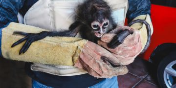 Profepa asegura una cría de mono araña durante diligencia de cateo en Pajacuarán, Michoacán