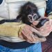 Profepa asegura una cría de mono araña durante diligencia de cateo en Pajacuarán, Michoacán