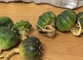 En paquetería de San Luis Potosí, aseguramos once ejemplares de vida silvestre