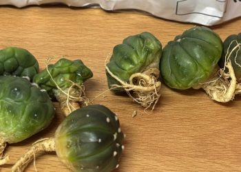 En paquetería de San Luis Potosí, aseguramos once ejemplares de vida silvestre