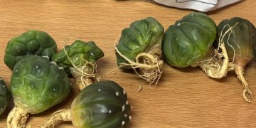 En paquetería de San Luis Potosí, aseguramos once ejemplares de vida silvestre