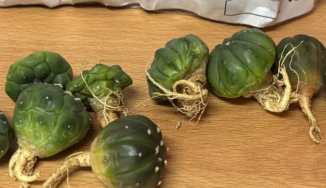En paquetería de San Luis Potosí, aseguramos once ejemplares de vida silvestre