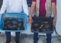 Detienen y denuncian penalmente a dos personas por el transporte ilegal de 10 cocodrilos y 27 tortugas, en Tabasco
