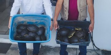 Transportaban ilegalmente a 10 cocodrilos y 27 tortugas, en Tabasco