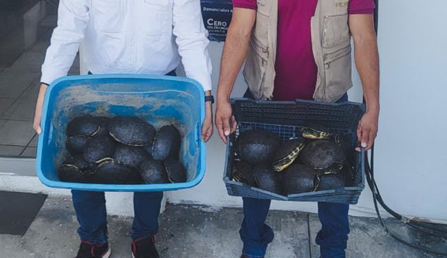 Detienen y denuncian penalmente a dos personas por el transporte ilegal de 10 cocodrilos y 27 tortugas, en Tabasco