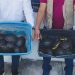 Detienen y denuncian penalmente a dos personas por el transporte ilegal de 10 cocodrilos y 27 tortugas, en Tabasco