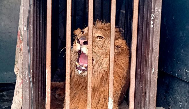 Rescata Profepa león africano abandonado en un domicilio de Tamaulipas