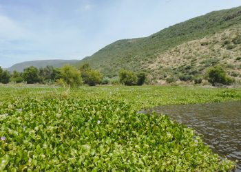 Profepa impulsa limpieza de lirio acuático en la Presa La Soledad, Querétaro, mediante medida compensatoria
