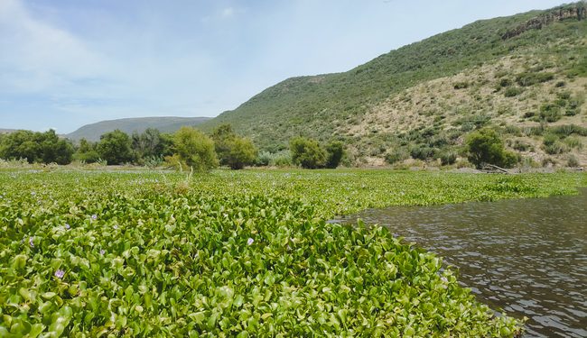 Profepa impulsa limpieza de lirio acuático en la Presa La Soledad, Querétaro, mediante medida compensatoria