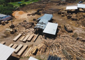 Golpe a la tala ilegal: aseguran más de 3 mil m³ de madera en el tercer multioperativo forestal