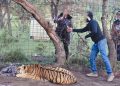 Operativo interinstitucional en Zacatecas permite el rescate de un tigre de Bengala víctima de maltrato