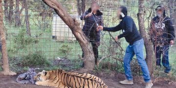 Operativo interinstitucional en Zacatecas permite el rescate de un tigre de Bengala víctima de maltrato