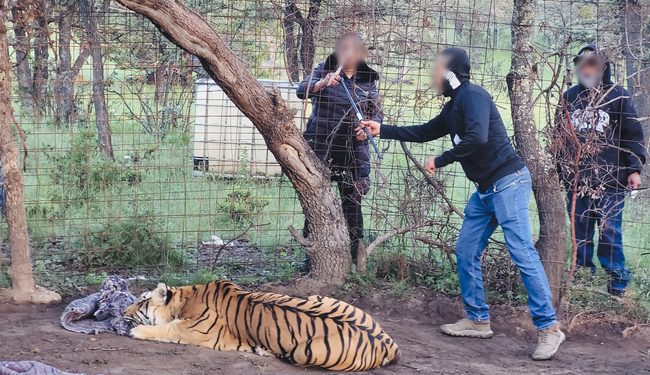 Operativo interinstitucional en Zacatecas permite el rescate de un tigre de Bengala víctima de maltrato