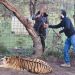 Operativo interinstitucional en Zacatecas permite el rescate de un tigre de Bengala víctima de maltrato