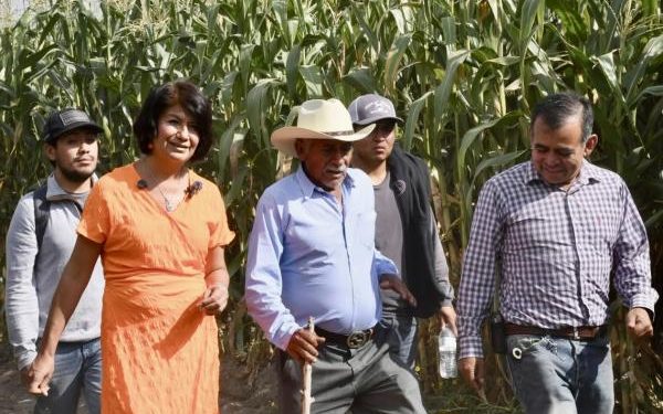 Producen estudiantes de la UTH catorce toneladas de maíz