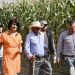 Producen estudiantes de la UTH catorce toneladas de maíz