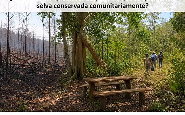Especialista sugiere abordaje transdisciplinario para la regeneración forestal