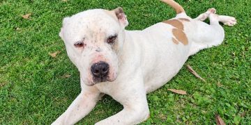 SEDIF asegura dos caninos en condiciones de abandono y llama a denunciar
