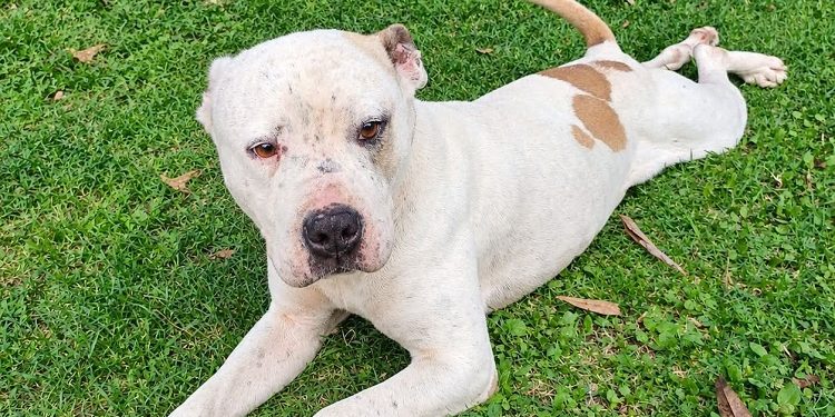 SEDIF asegura dos caninos en condiciones de abandono y llama a denunciar