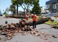 Gobierno de la Ciudad colabora con Africam Safari para dar segundo uso a troncos de palmeras retiradas en La Paz