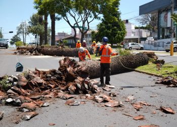 Gobierno de la Ciudad colabora con Africam Safari para dar segundo uso a troncos de palmeras retiradas en La Paz