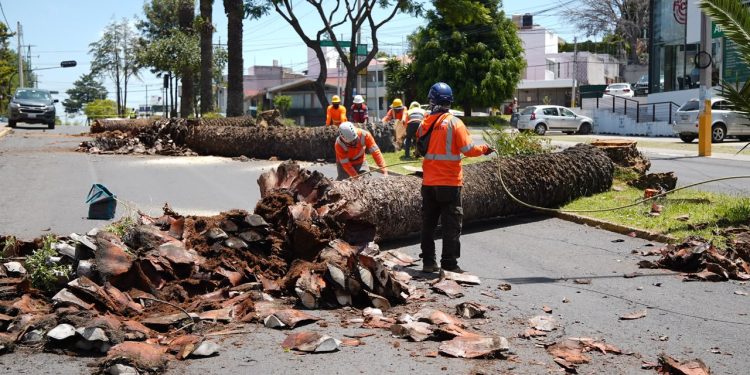 Gobierno de la Ciudad colabora con Africam Safari para dar segundo uso a troncos de palmeras retiradas en La Paz