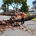 Gobierno de la Ciudad colabora con Africam Safari para dar segundo uso a troncos de palmeras retiradas en La Paz