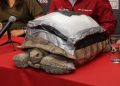 Darwin, la tortuga, recibe prótesis biónica por parte de la UPAEP
