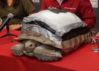 Darwin, la tortuga, recibe prótesis biónica por parte de la UPAEP