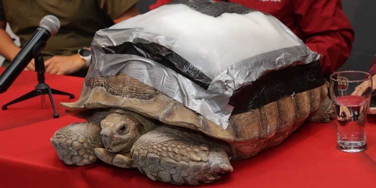 Darwin, la tortuga, recibe prótesis biónica por parte de la UPAEP