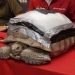 Darwin, la tortuga, recibe prótesis biónica por parte de la UPAEP