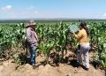 Biofertilizante de Altosano Granjas Carroll impulsa cultivos en Veracruz y Puebla