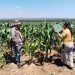 Biofertilizante de Altosano Granjas Carroll impulsa cultivos en Veracruz y Puebla