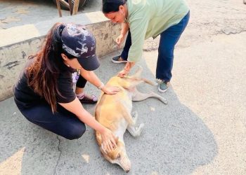 Chile se convierte en el primer país de América del Sur en eliminar la rabia transmitida por perros