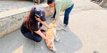 Chile se convierte en el primer país de América del Sur en eliminar la rabia transmitida por perros