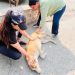 Chile se convierte en el primer país de América del Sur en eliminar la rabia transmitida por perros