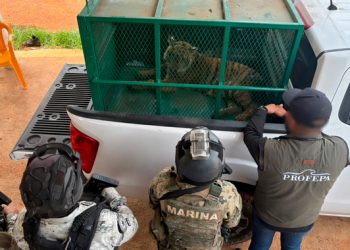 Asegura la Profepa dos tigres de Bengala en Coalcomán, Michoacán